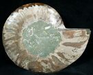 Split Ammonite Fossil (Half) #6891-2